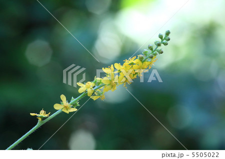 キンミズヒキ キンミズヒキ 5505022