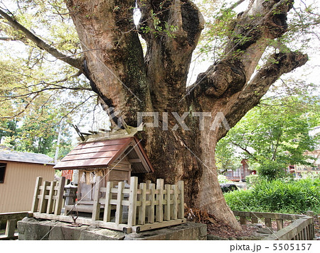 弥彦神社末社・住吉神社の大欅 5505157