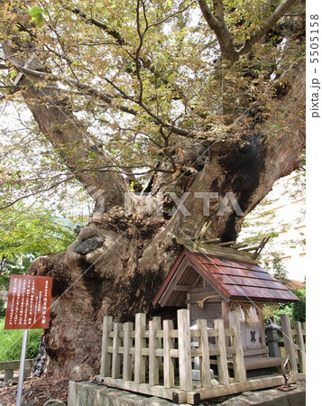 弥彦神社末社・住吉神社の大欅 弥彦神社末社・住吉神社の大欅 5505158