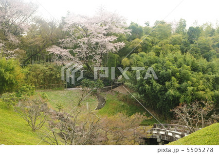 京都 春の竹林公園 京都 春の竹林公園 5505278