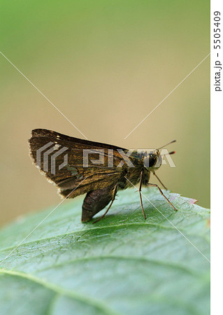 イチモンジセセリ 5505409