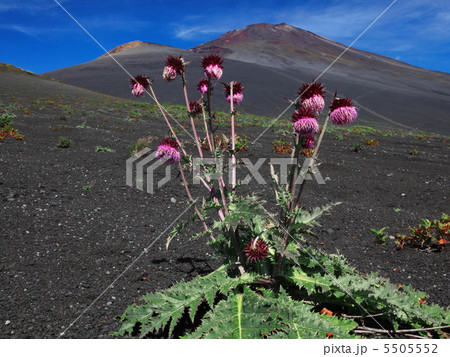 フジアザミ 5505552