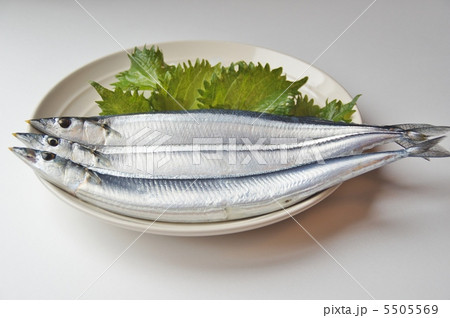 秋の味覚　サンマ 5505569