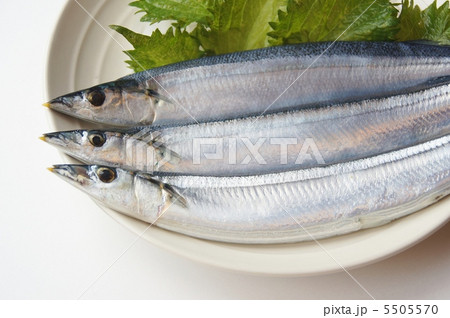 秋の味覚　サンマ 5505570