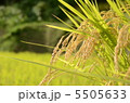 棚田 5505633
