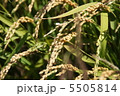 稲穂　ナナツボシ 5505814