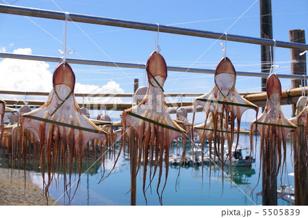 天草　干しダコ 5505839