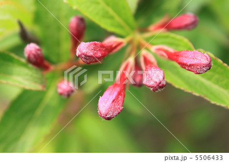 ベニウツギの蕾 ベニウツギの蕾 5506433