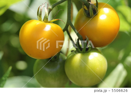トマト 5506626