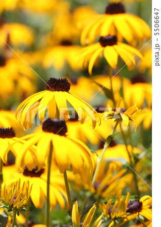 ルドベキア 5506647