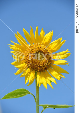 ぴまわり一輪 5506842