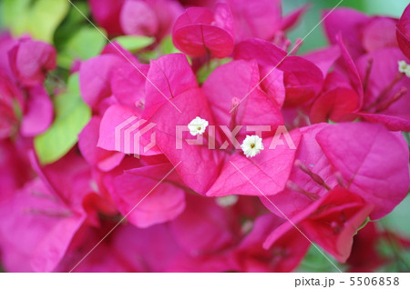 ブーゲンビレア ブーゲンビレア 5506858