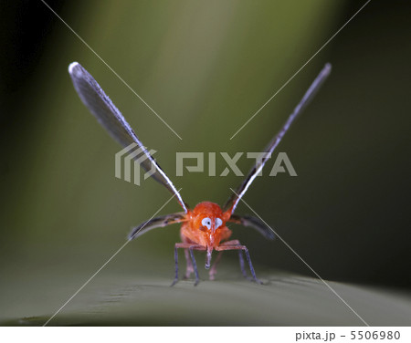 アカハネナガウンカ-001 5506980