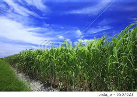 沖縄 波照間島のさとうきび畑 沖縄 波照間島のさとうきび畑 5507023