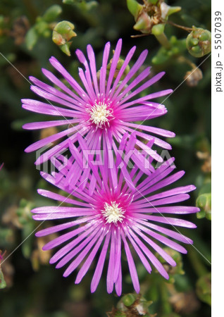 リビングストンデージー 5507039