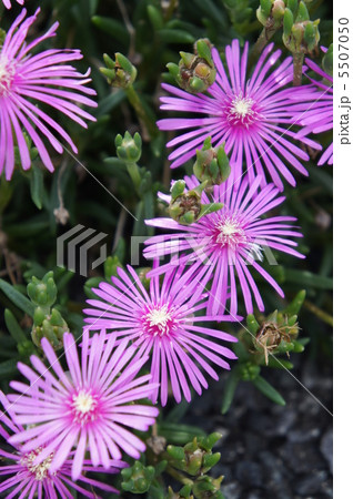 リビングストンデージー 5507050