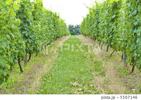 ブドウ畑 5507146