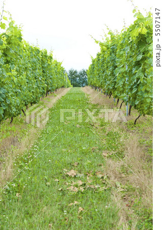 ブドウ畑 5507147
