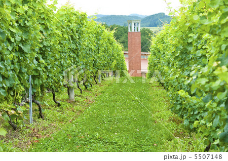 ブドウ畑 5507148