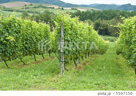 ブドウ畑 5507150