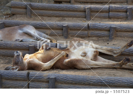 おじさんカンガルー 5507523