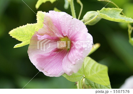 ピンクのタチアオイ 5507576