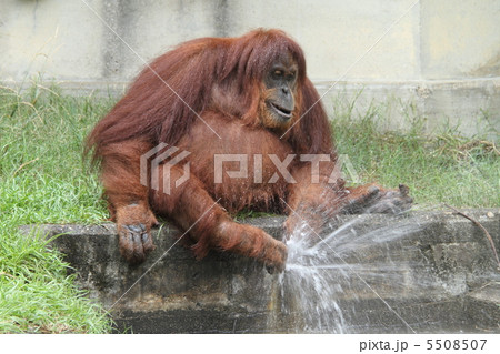 スマトラオランウータン スマトラオランウータン 5508507