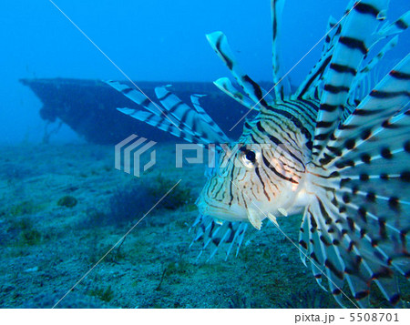 伊豆の海 伊豆の海 5508701