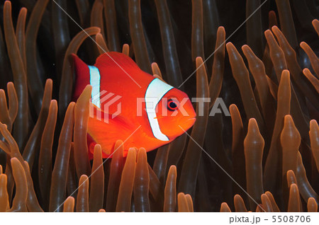 南国のクマノミ 南国のクマノミ 5508706