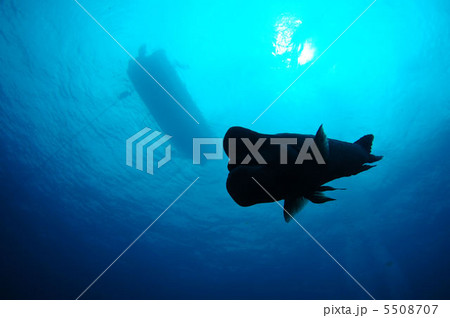 日本海のコブダイ 日本海のコブダイ 5508707