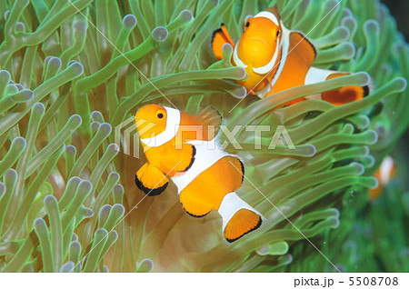 カクレクマノミ 5508708