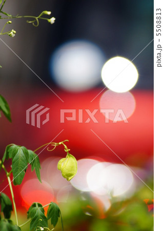 タマボケ タマボケ 5508813