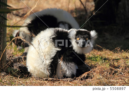 絶滅危惧種 エリマキキツネザル 絶滅危惧種 エリマキキツネザル 5508897
