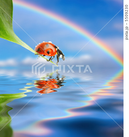 Ladybug 5509230