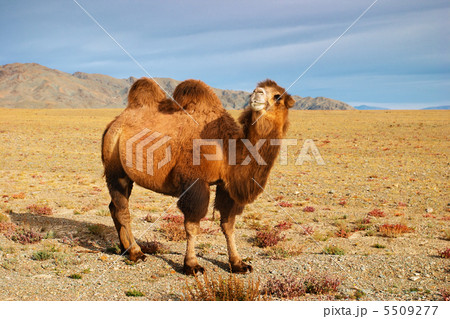 Camel 5509277
