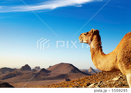Camel in Sahara Desert 5509295