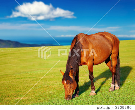 Grazing horse 5509296