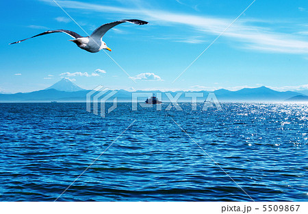 Flaying seagull 5509867