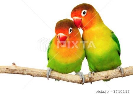 Pair of lovebirds Pair of lovebirds 5510115