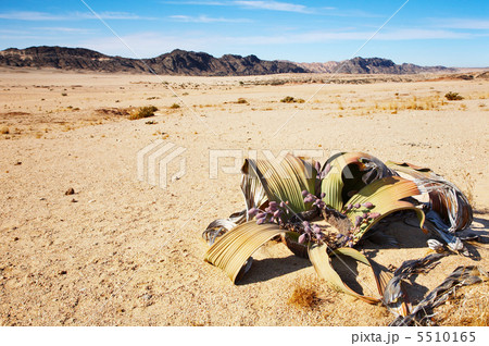Welwitschia Mirabilis in Namib Desert Welwitschia Mirabilis in Namib Desert 5510165