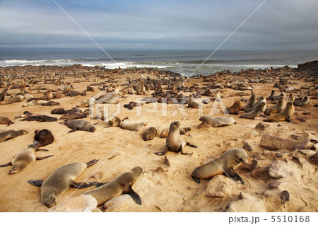 Atlantic seals 5510168