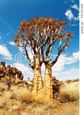 Quiver trees 5510169