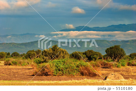 African savanna 5510180