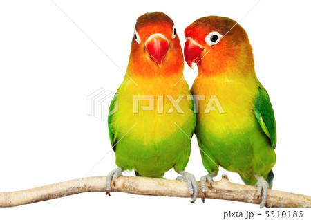 Pair of lovebirds Pair of lovebirds 5510186
