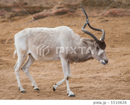 Addax or Mendes antelope: animals from Africa 5510626