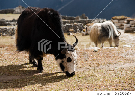 livestock in Nepal: Yak in highland village in Himalayas 5510637