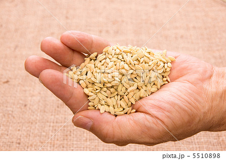 籾米 籾米 5510898