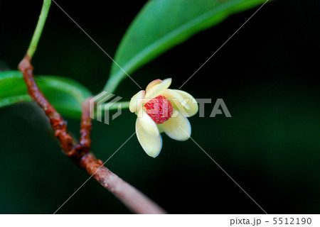 サネカズラ サネカズラ 5512190