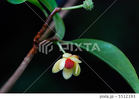 サネカズラ 5512193