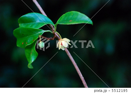 サネカズラ サネカズラ 5512195